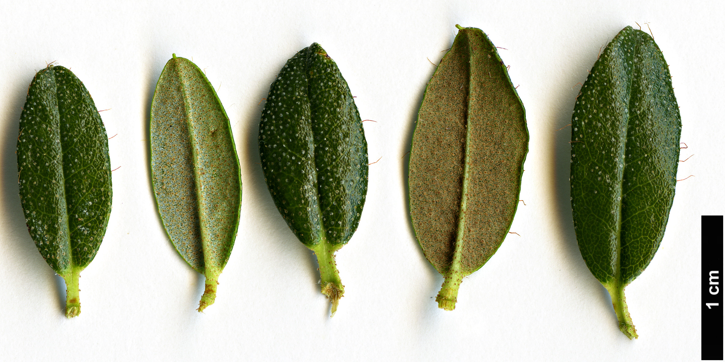 High resolution image: Family: Ericaceae - Genus: Rhododendron - Taxon: calostrotum - SpeciesSub: subsp. riparium
